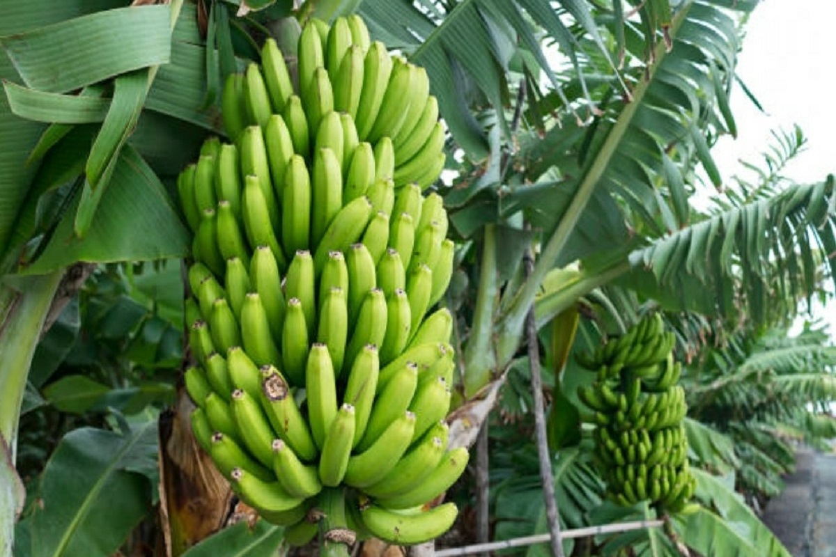 subsidy for banana crop cultivation