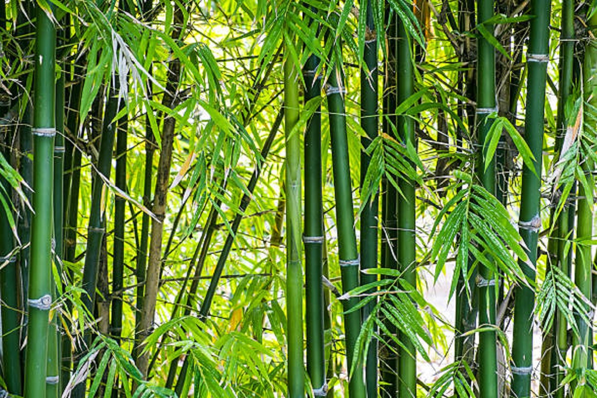 bamboo cultivation