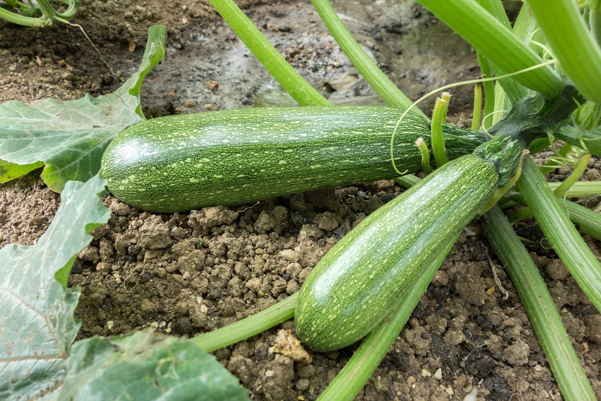 zucchini crop vegetable