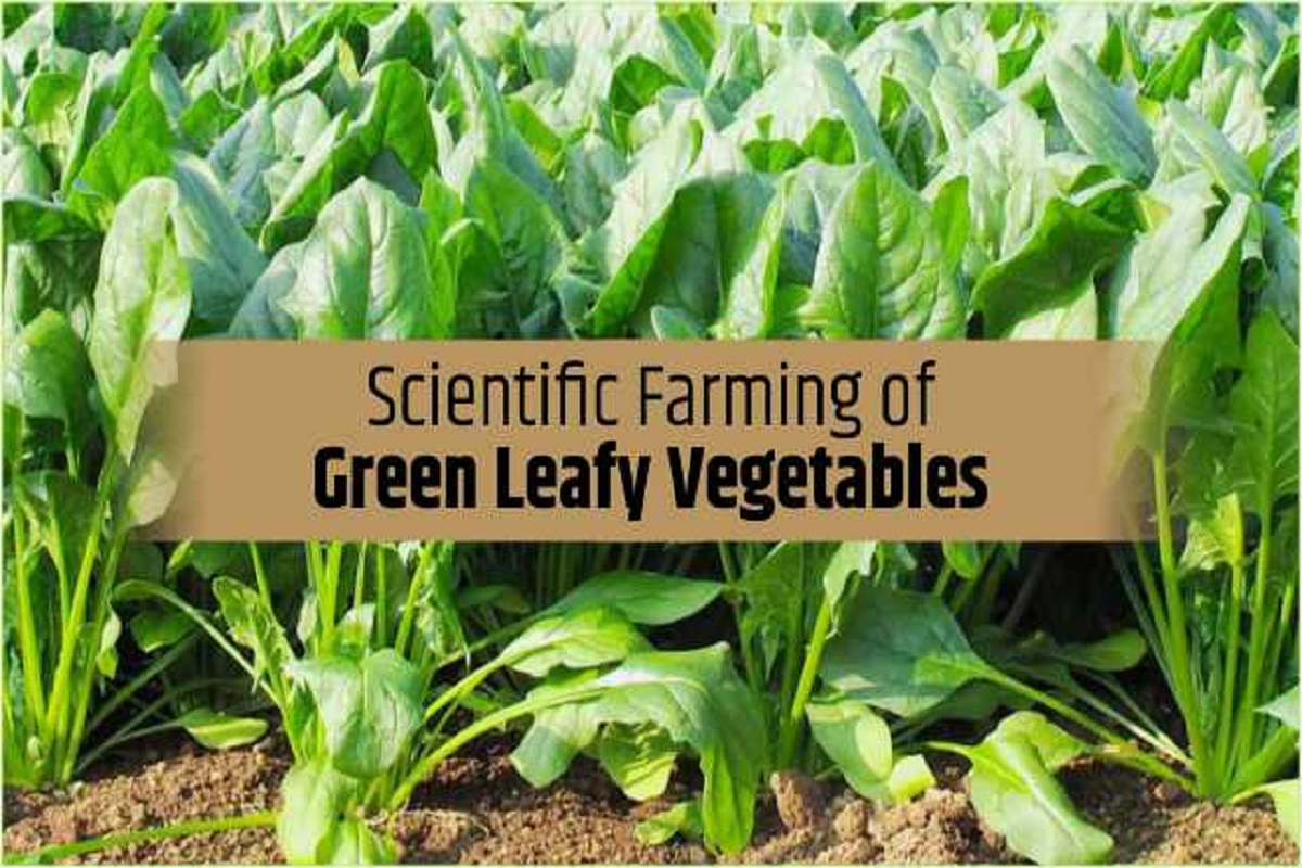 leafy vegetable farming