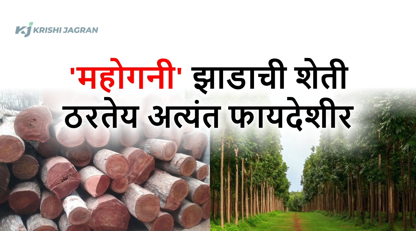 Agricultural Business: 'या' झाडाची शेती ठरतेय अत्यंत फायदेशीर; काही वर्षातच तुम्ही व्हाल करोडपती