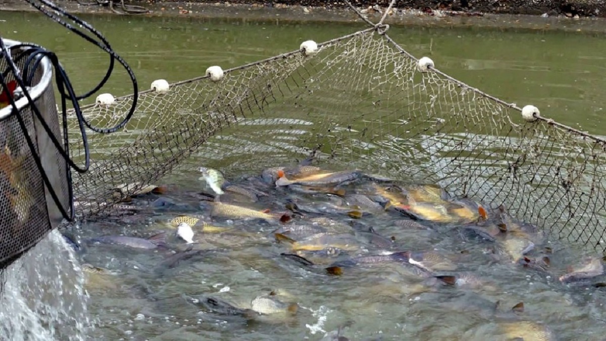 Israel pattern fish farming