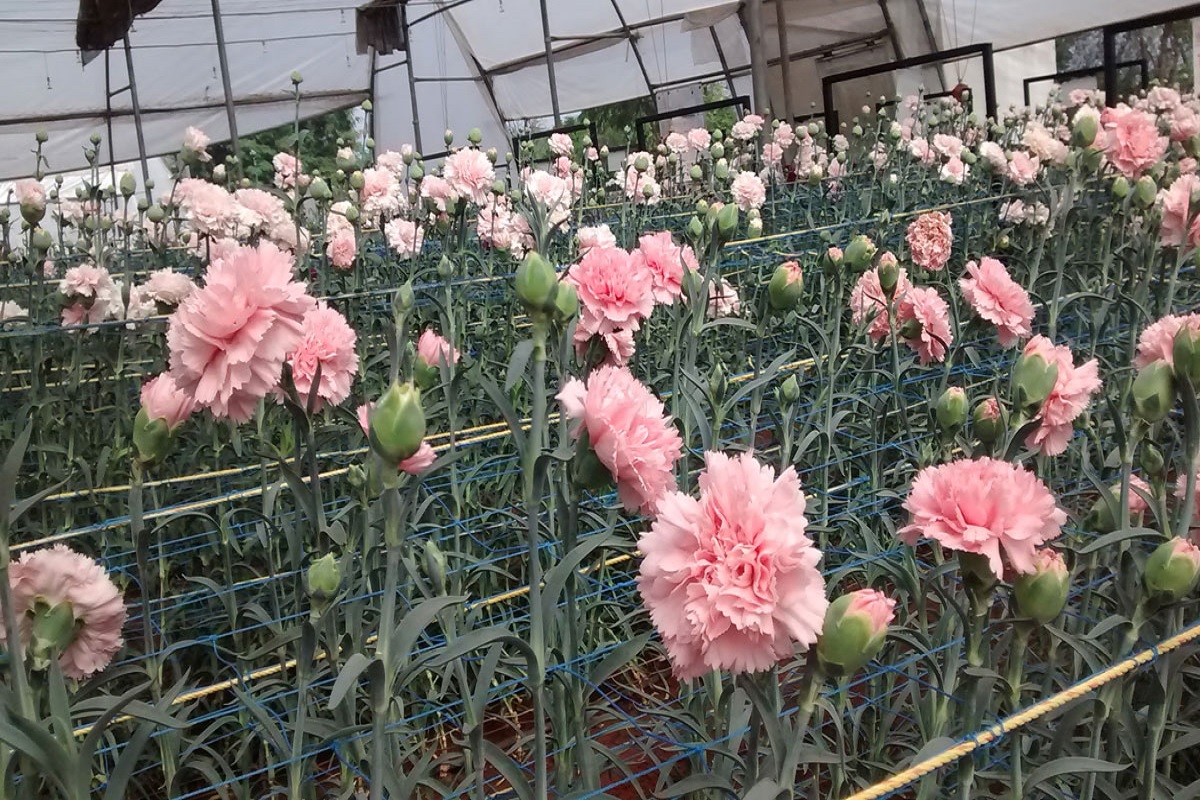 carnation cultivation in polyhouse