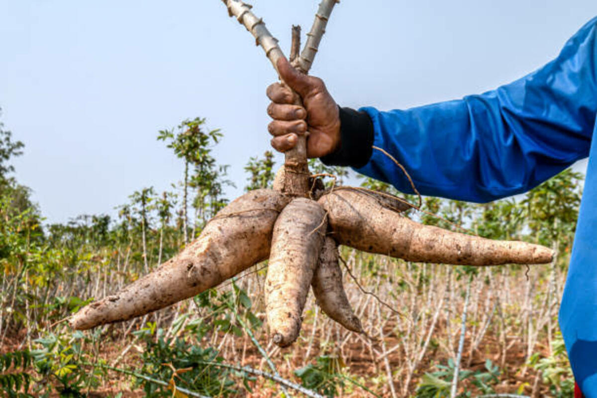 cassava crop cultivation information
