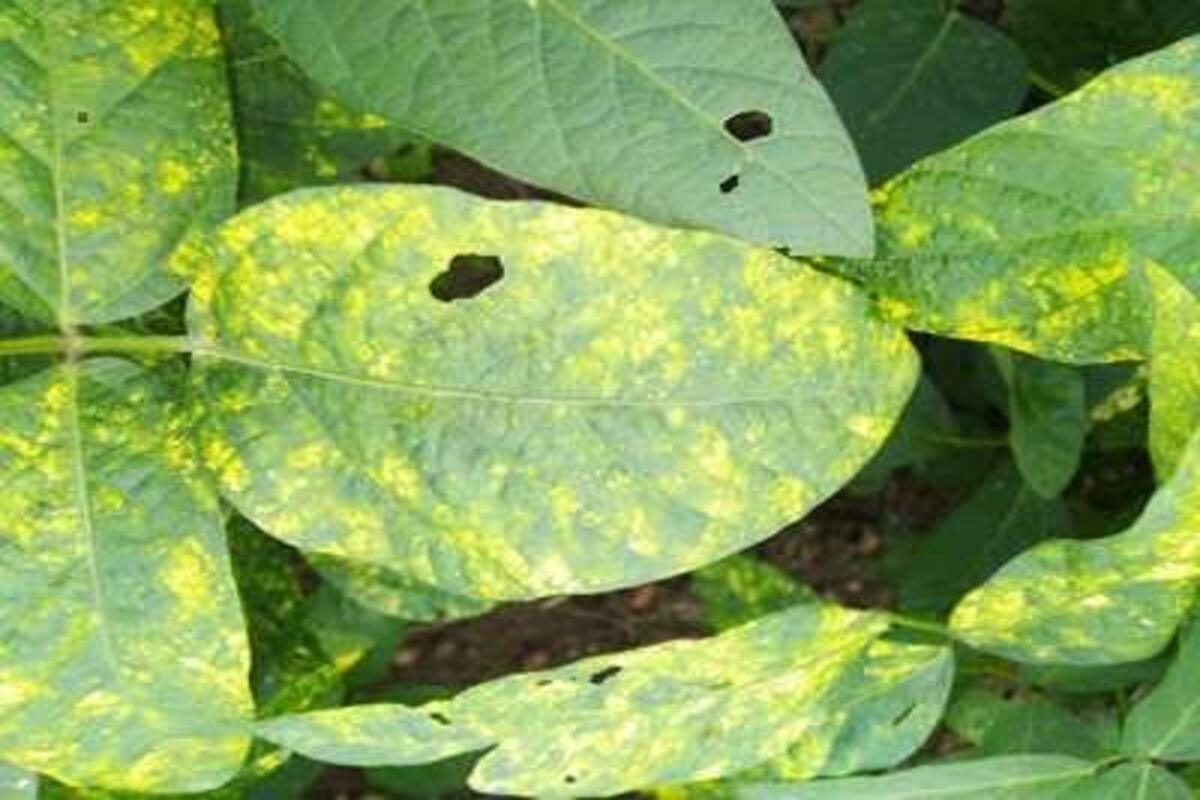 soybean pest control information