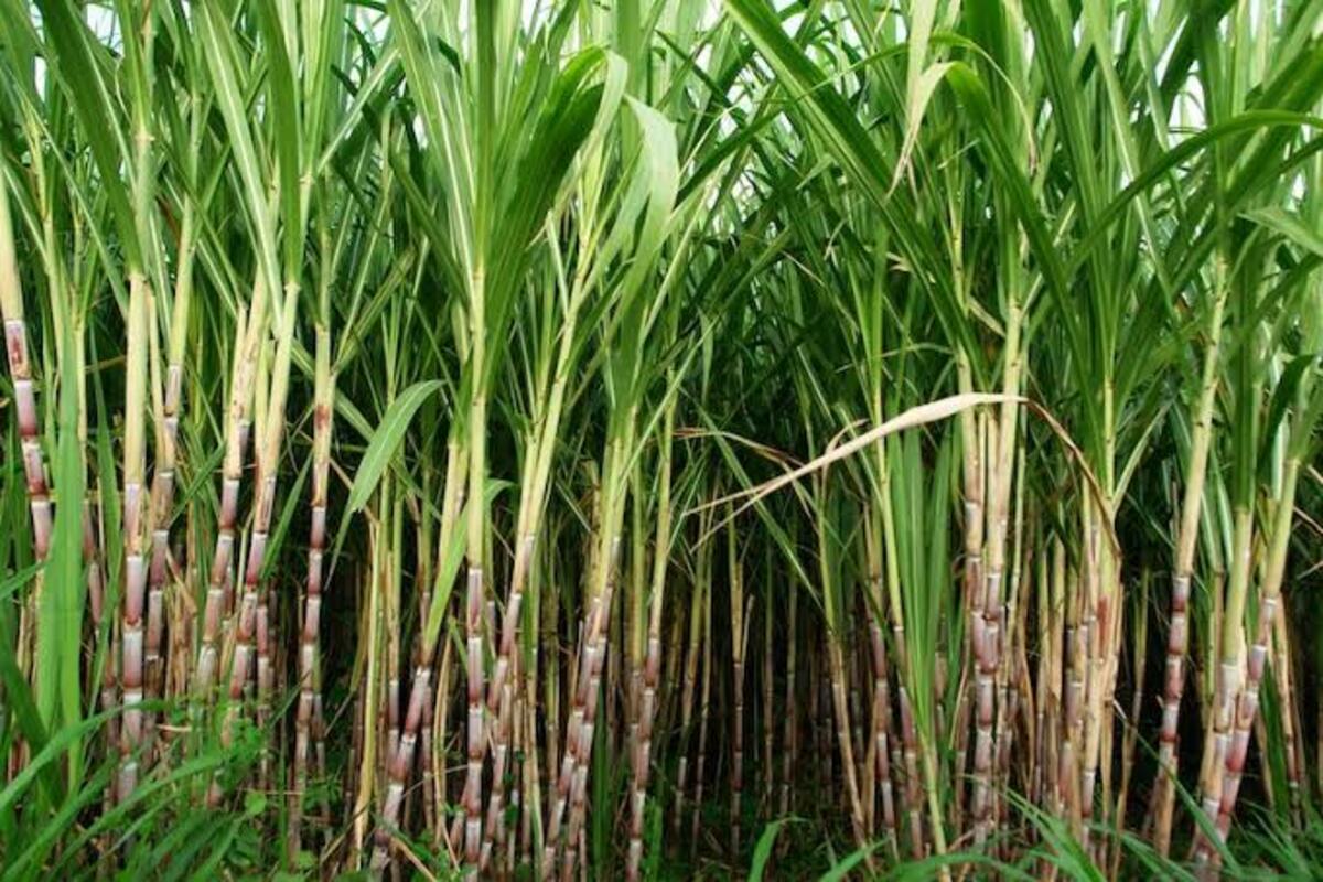 sugarcane variety information