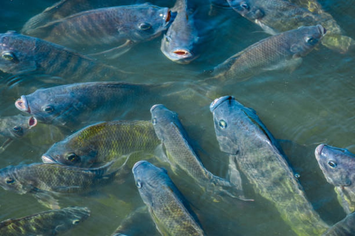 developing in fish farming