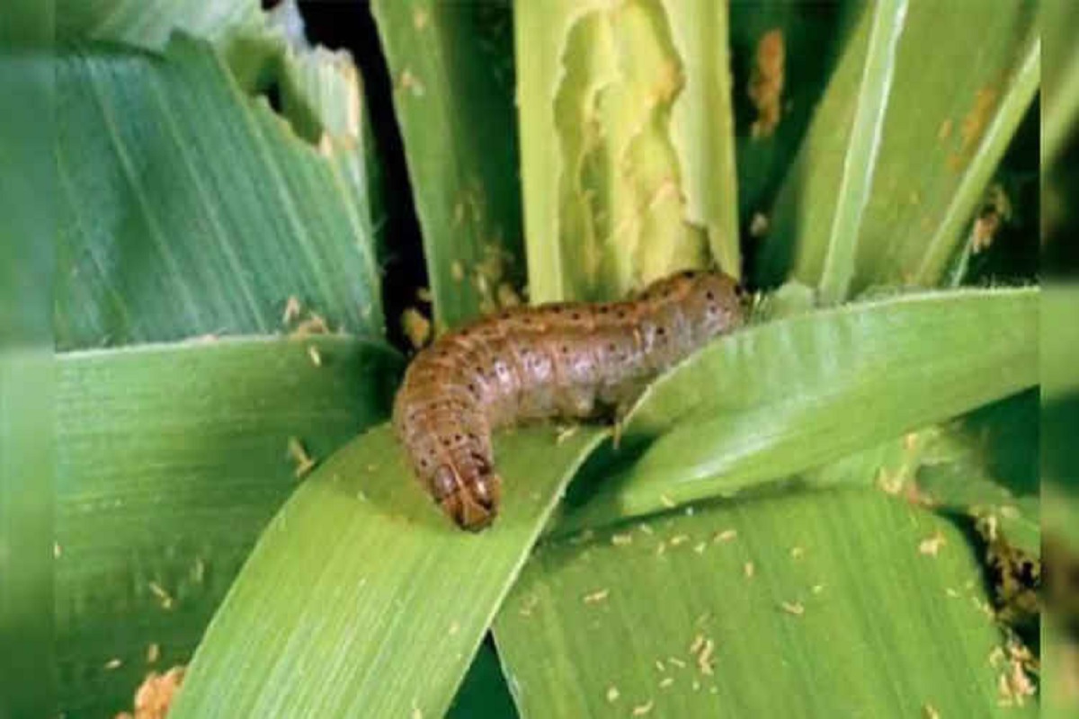 fall army worm in maize crop