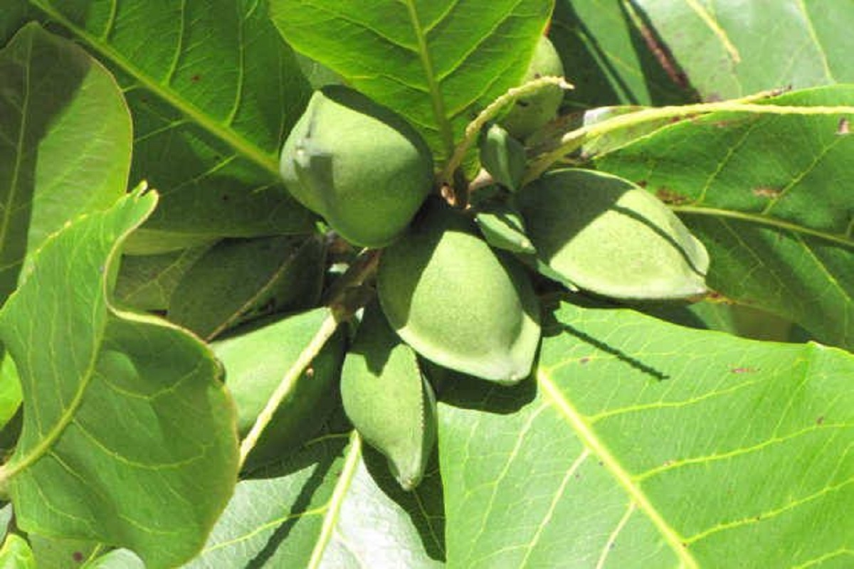 almond cultivation