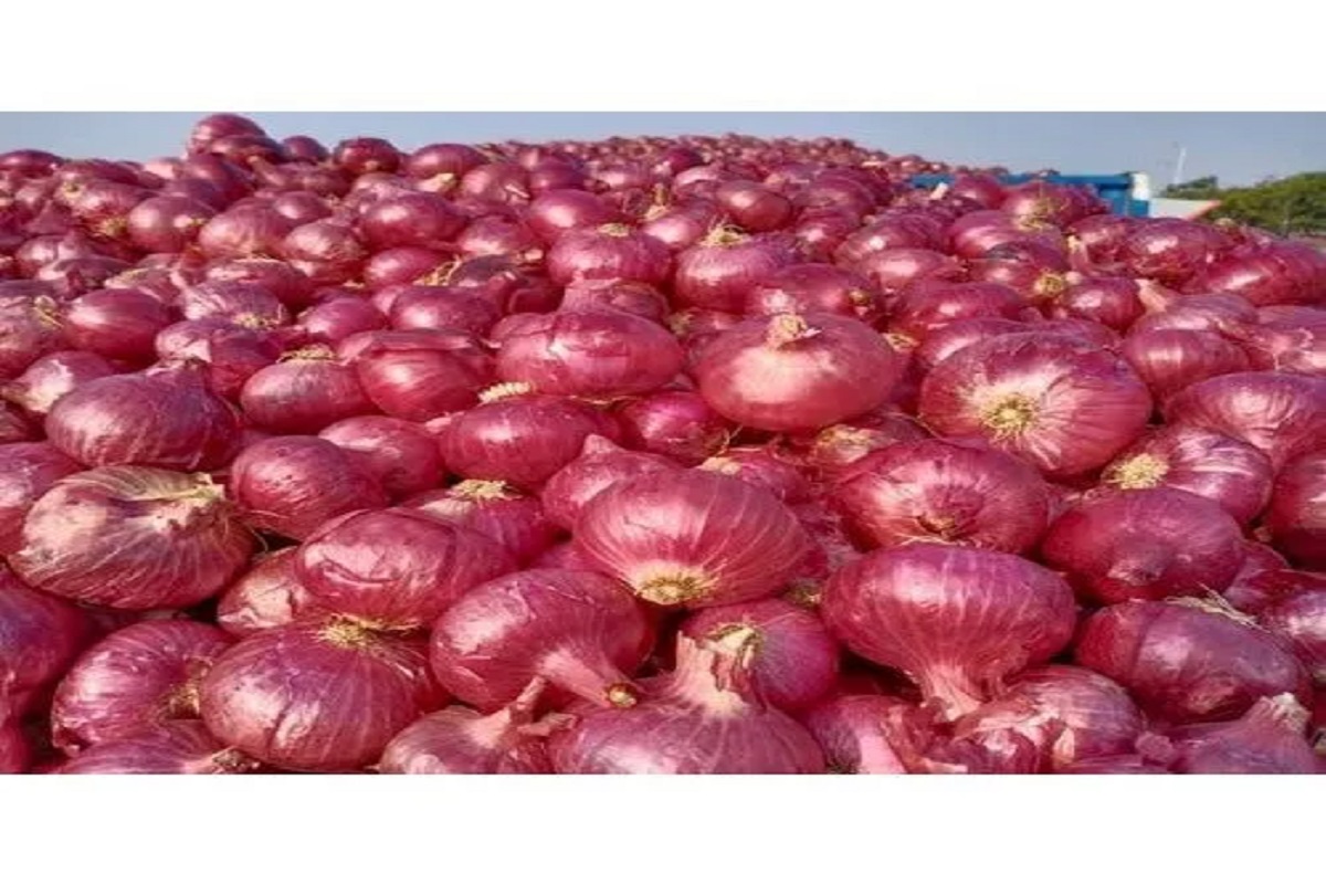 pre harvesting management is important for onion storage