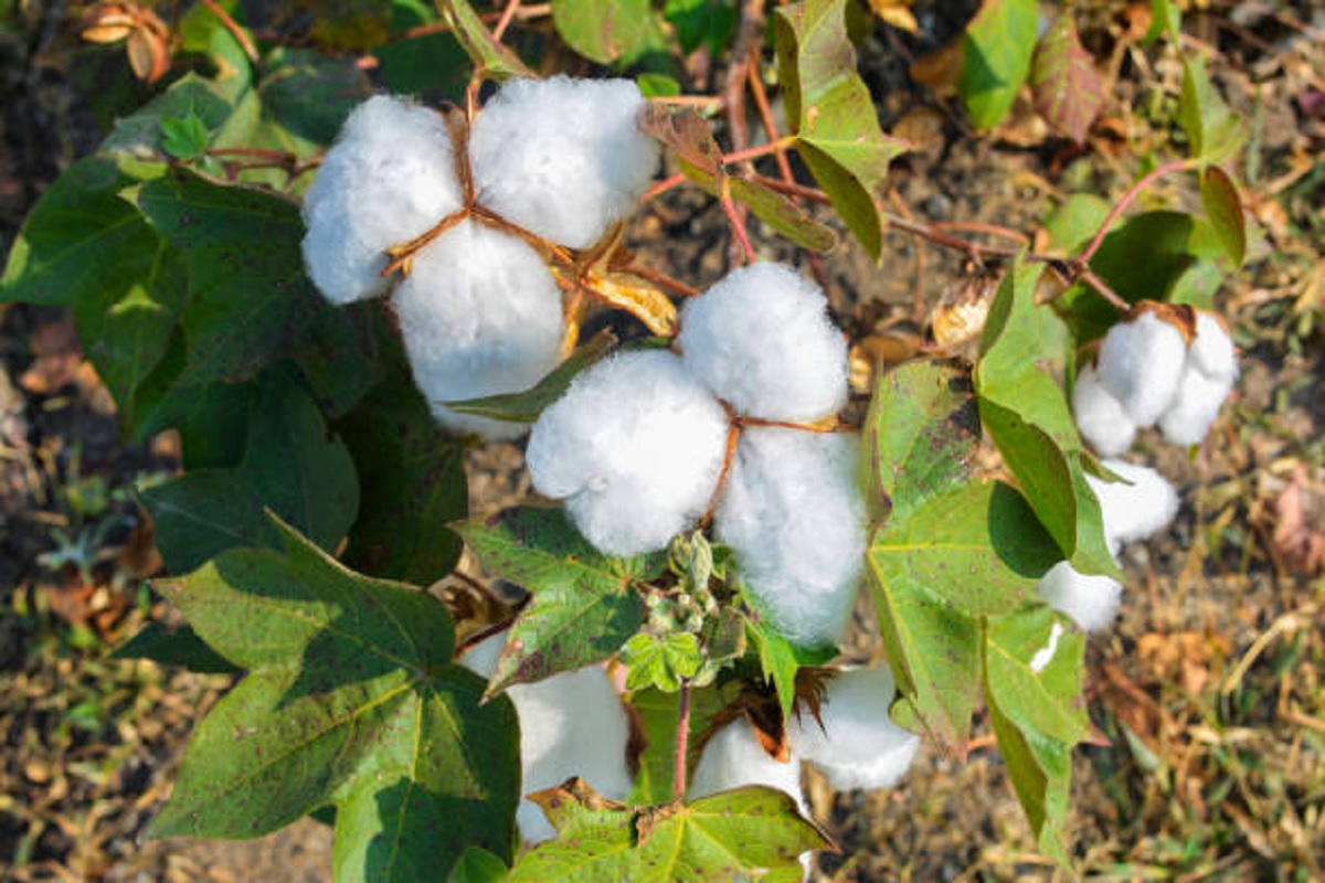 cotton rate will stable in feuture