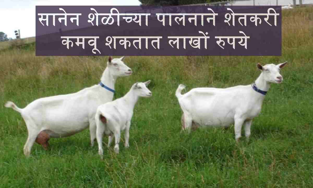 Sanen Goat Farmers