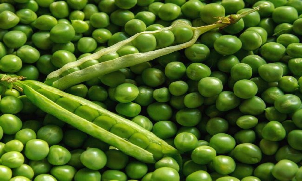 green peas farming