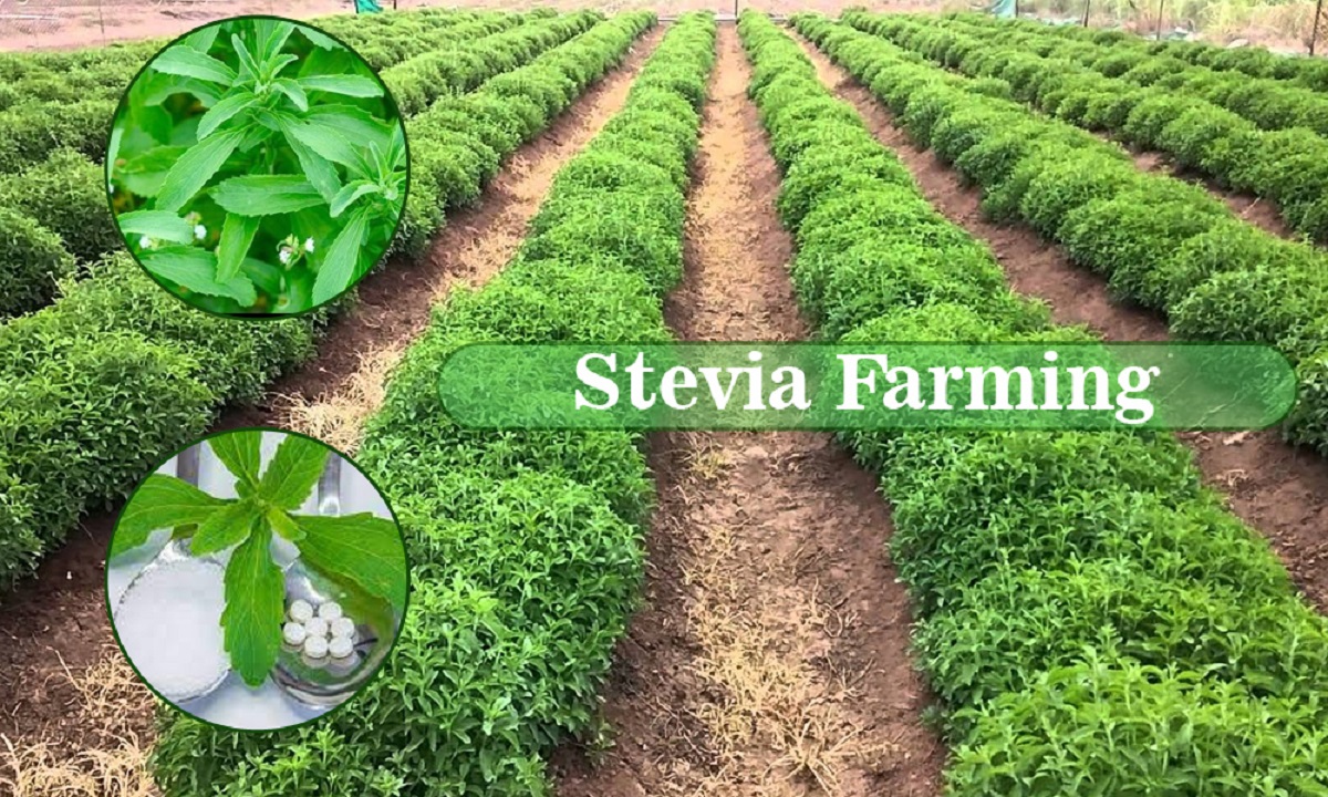 stevia farming