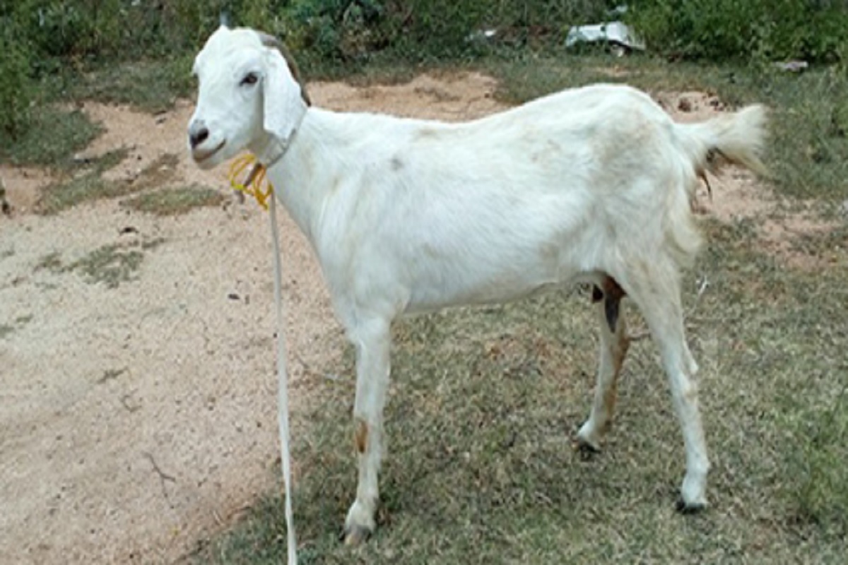 nandidurga goat