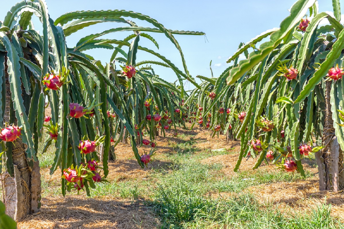 subsidy on dragon fruit cultivation
