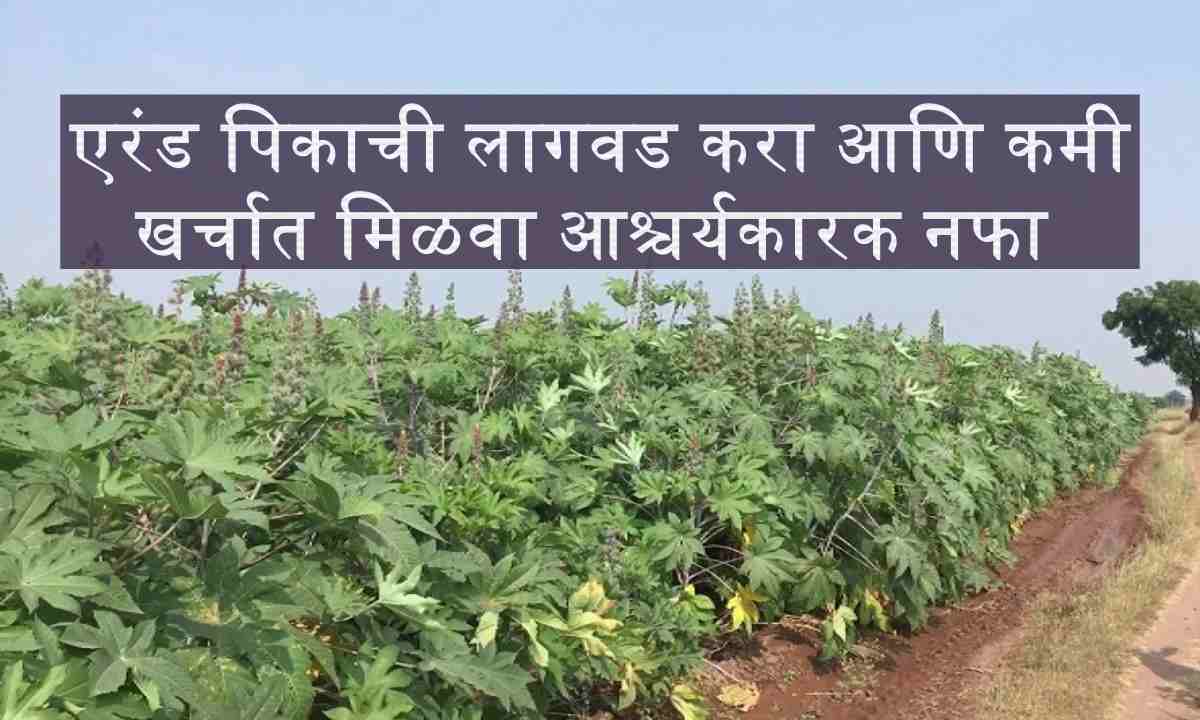 Castor Crop: एरंड पिकाची लागवड करा आणि कमी खर्चात मिळवा आश्चर्यकारक नफा