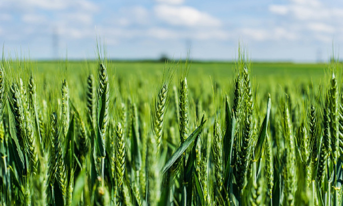 3 new varieties of wheat