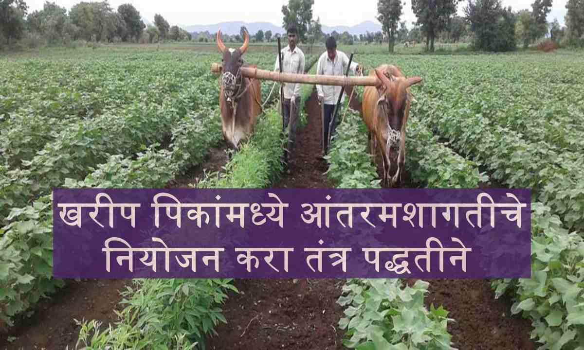 kharif crops