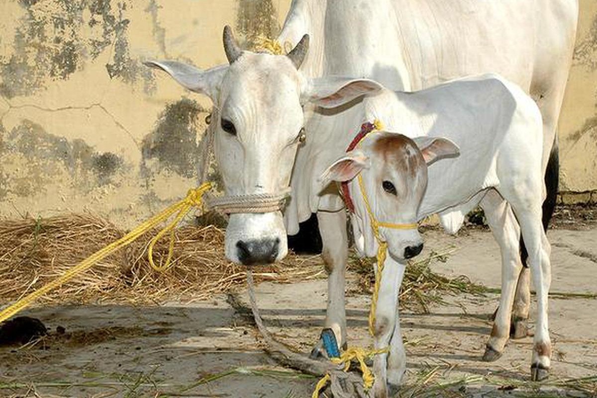 indian cow therpy in india