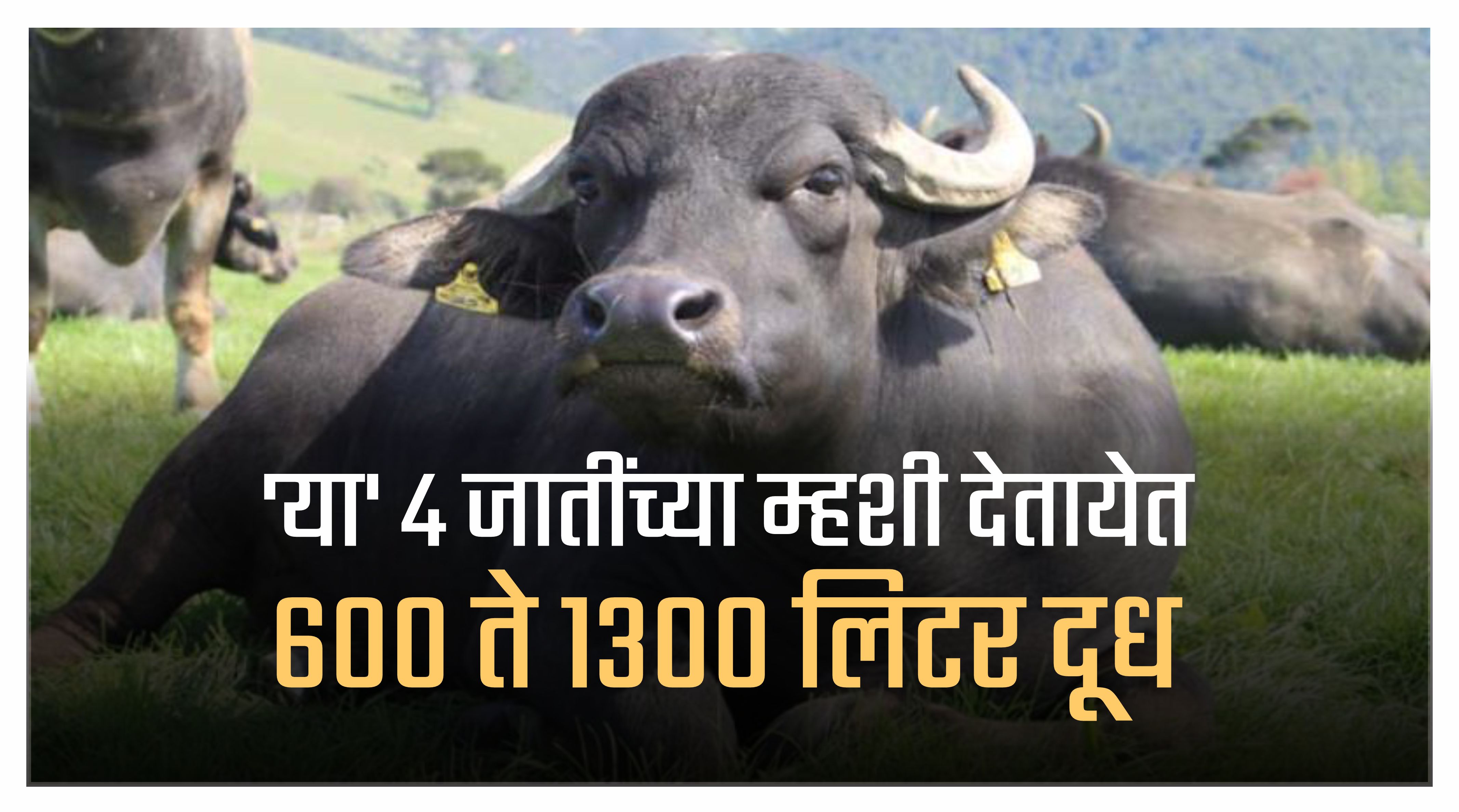 Buffalo Farming: आता वाहणार दुधाची गंगा! या 4 जातींच्या म्हशी देतायेत 600 ते 1300 लिटर दूध...