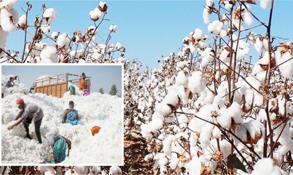 Cotton Rate this year