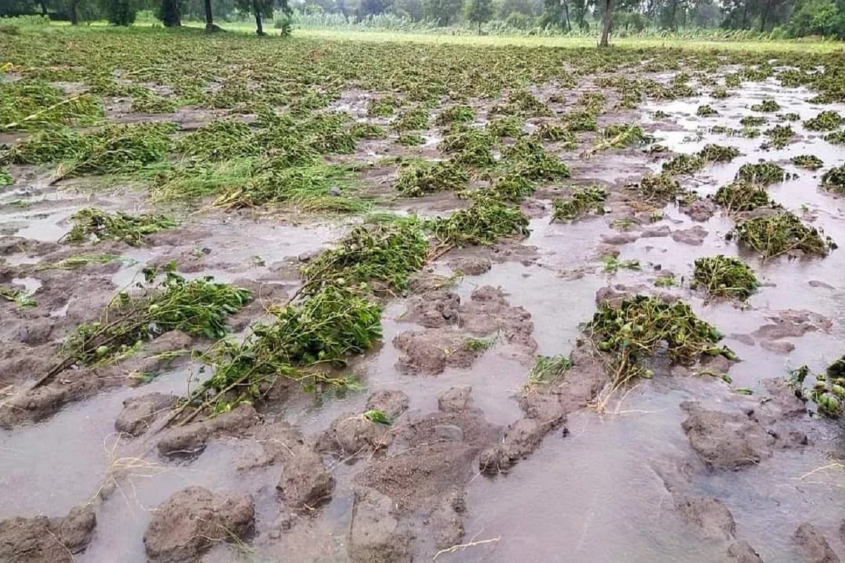 crop danage in heavy rain