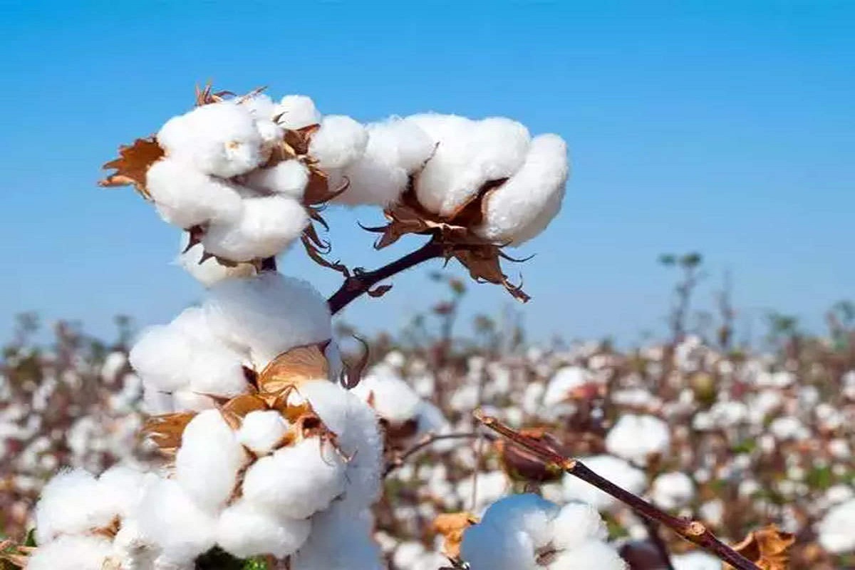 situation cotton crop in america