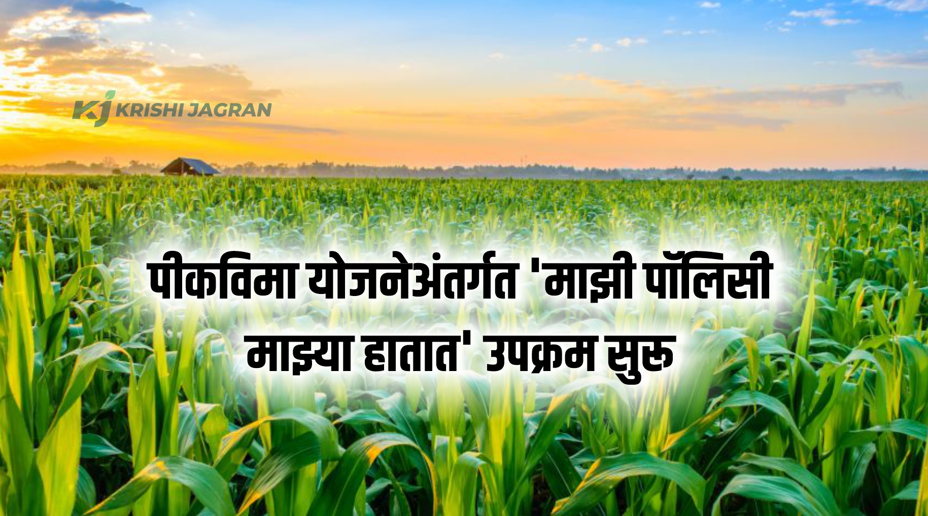 पीकविमा योजनेअंतर्गत 'माझी पॉलिसी माझ्या हातात' उपक्रम सुरू; शेतकऱ्यांना होणार फायदा