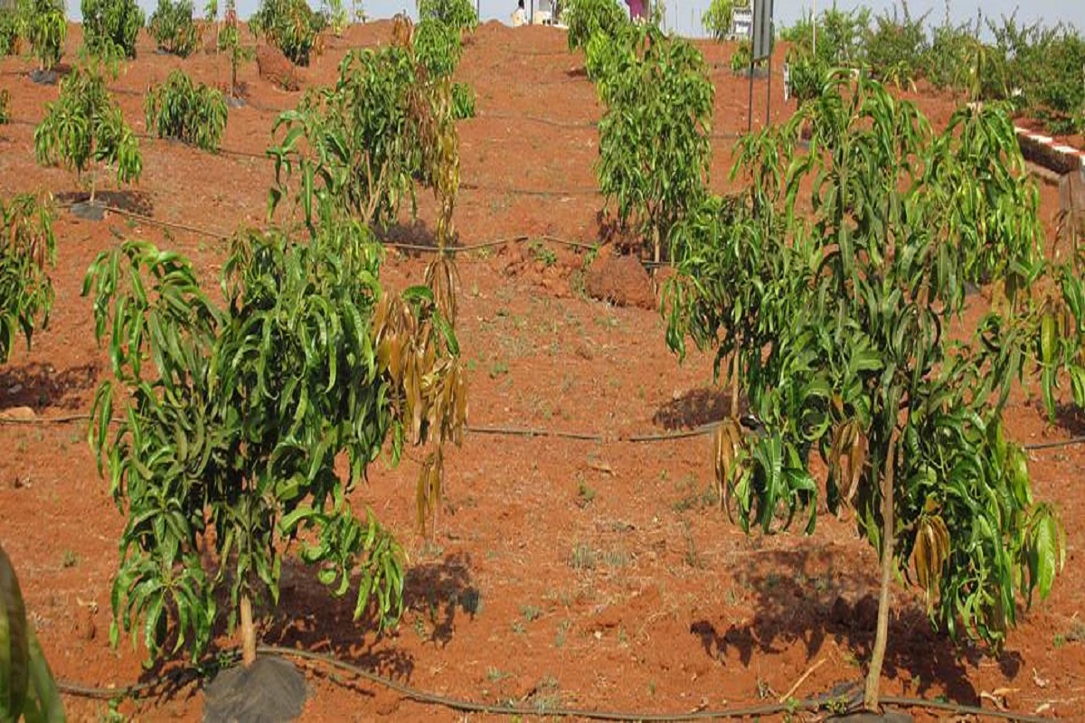 useful cultivation method of mango