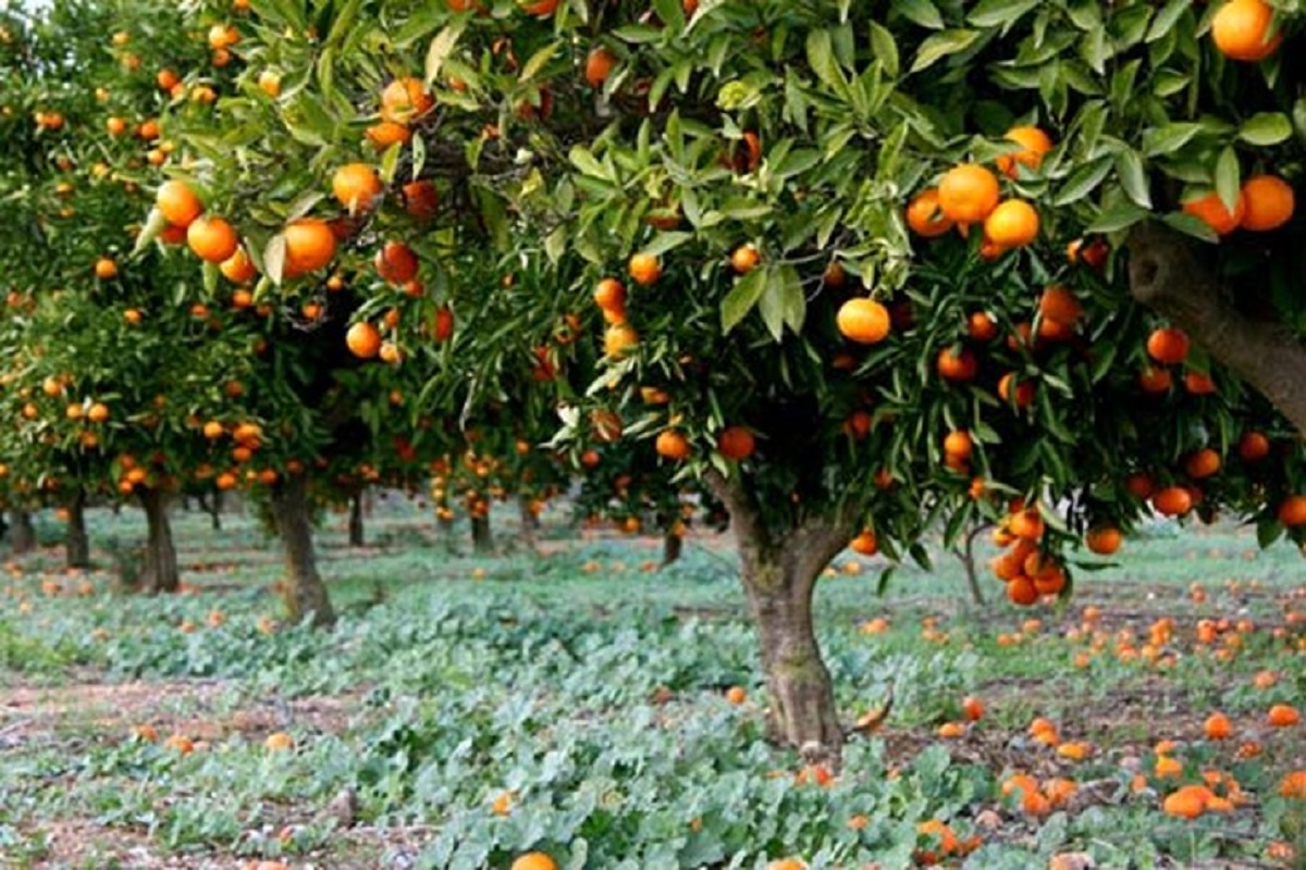compansation issue of orange productive farmer