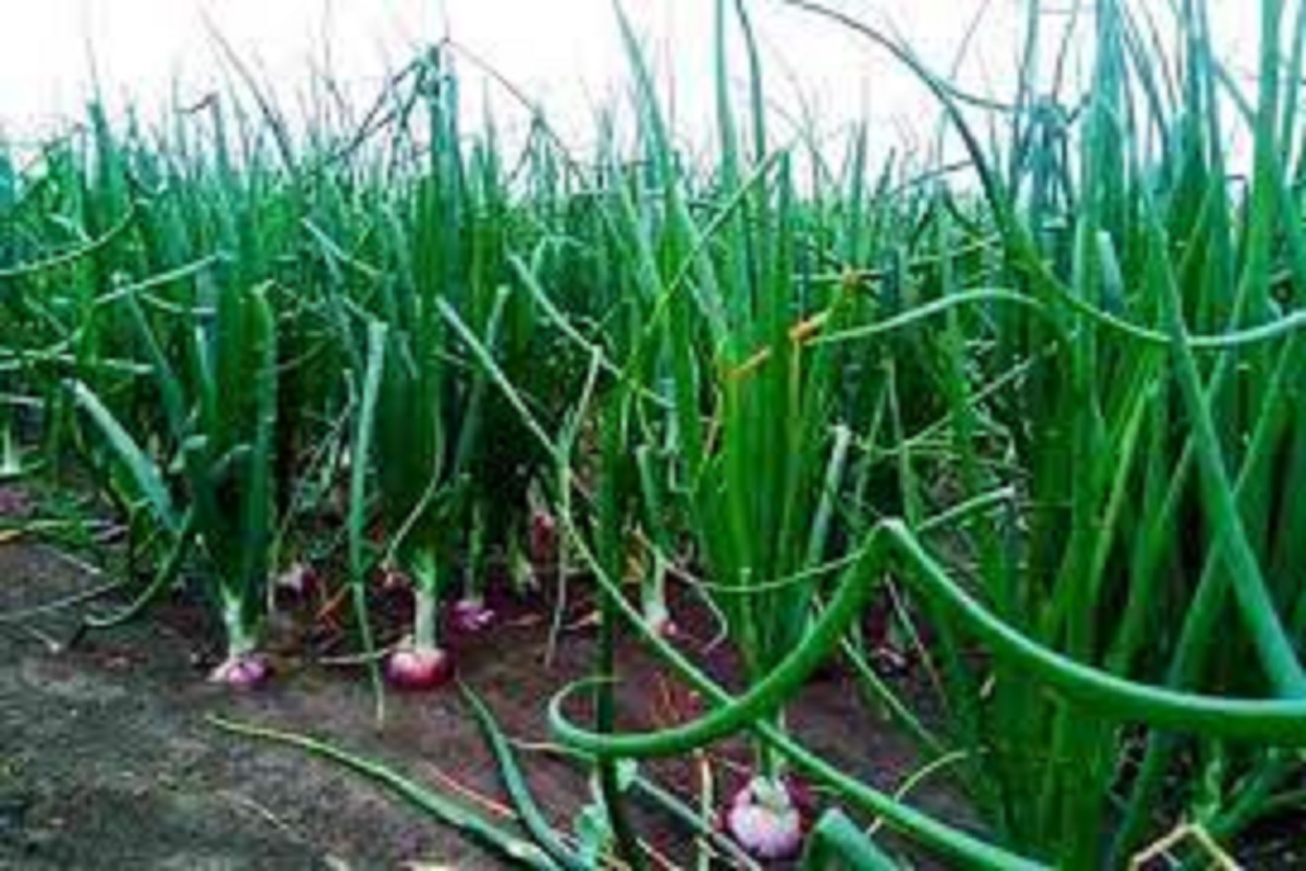 bihar government give subsidy to onion cultivation