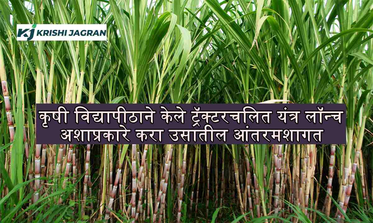 intercropping sugarcane