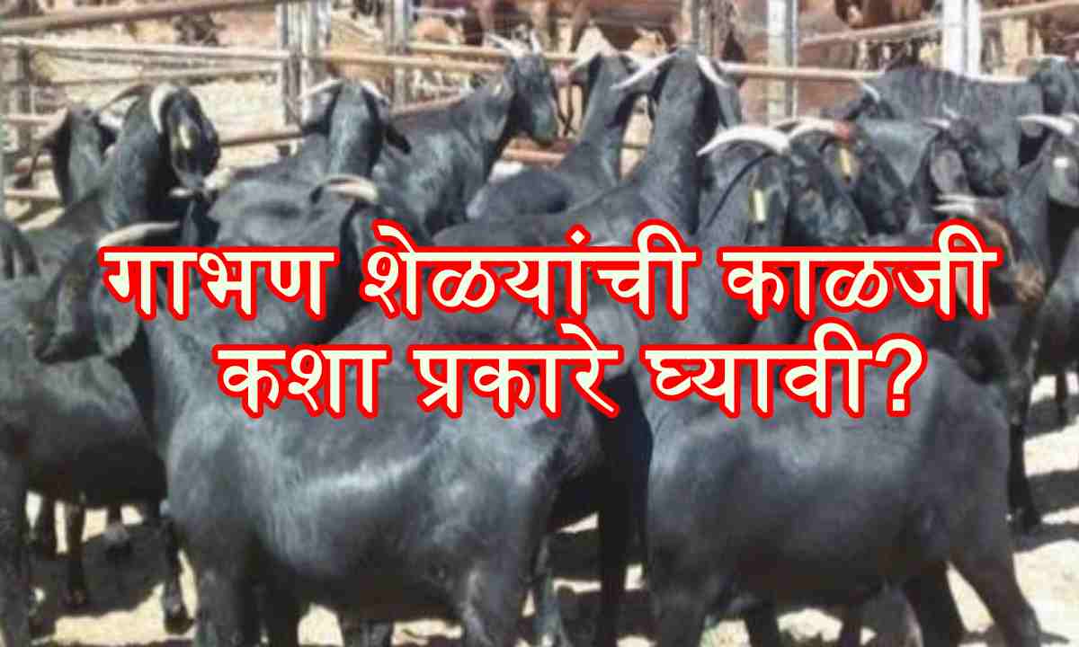 गाभण शेळयांची काळजी कशा प्रकारे घ्यावी? वाचा सविस्तर