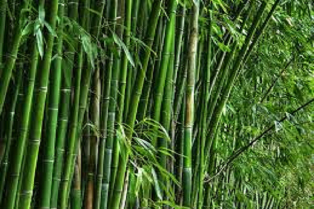 establish bamboo udyog in buldhana