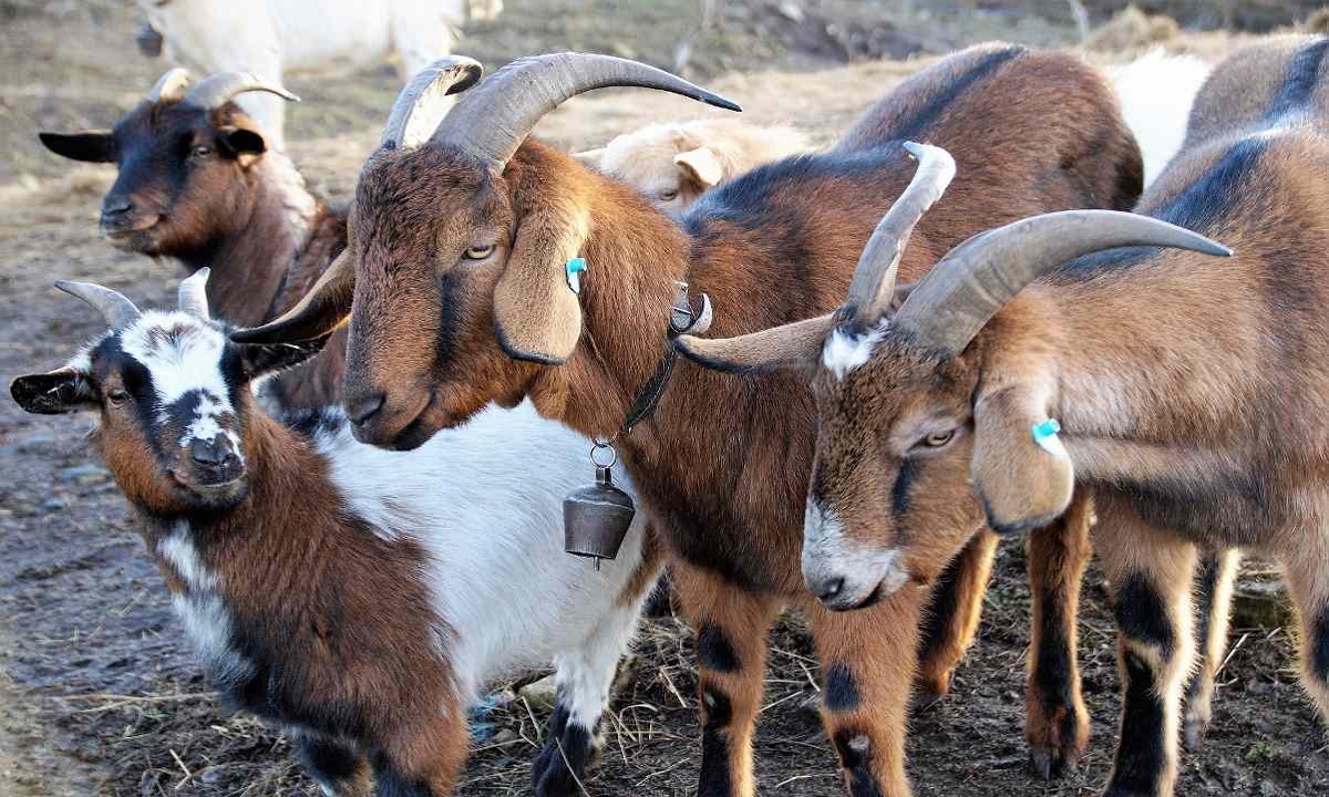 management in goat rearing