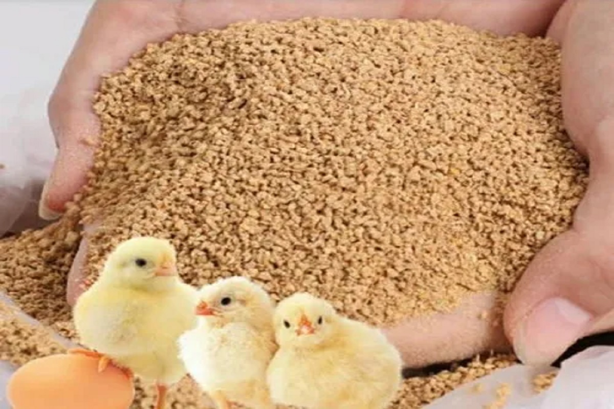 poultry feed bussiness
