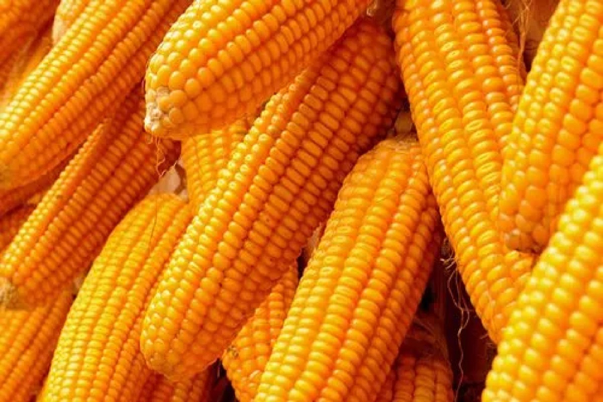international market situation of maize crop