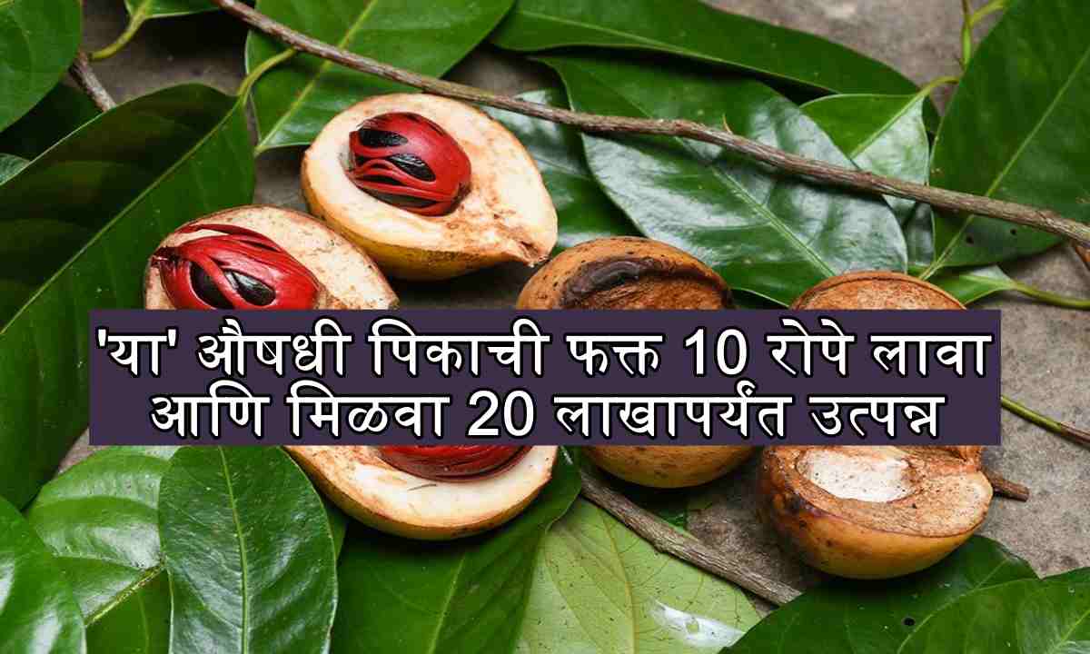 10 plants medicinal crop