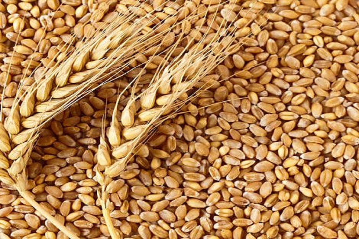 wheat variety