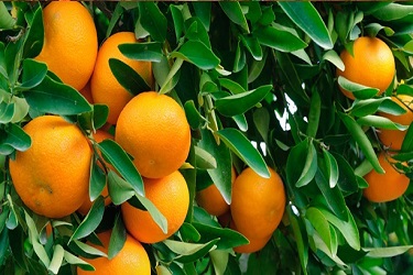 जाणून घ्या संत्र्यामधील पोषकतत्वे
