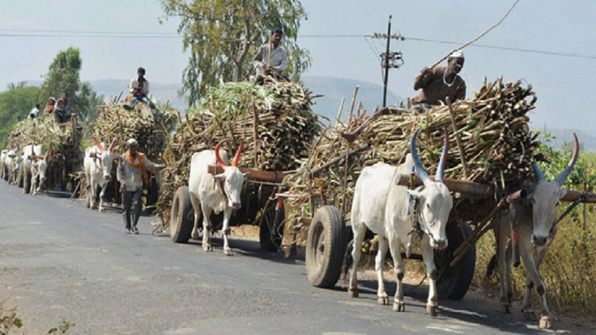 Sugarcane transport