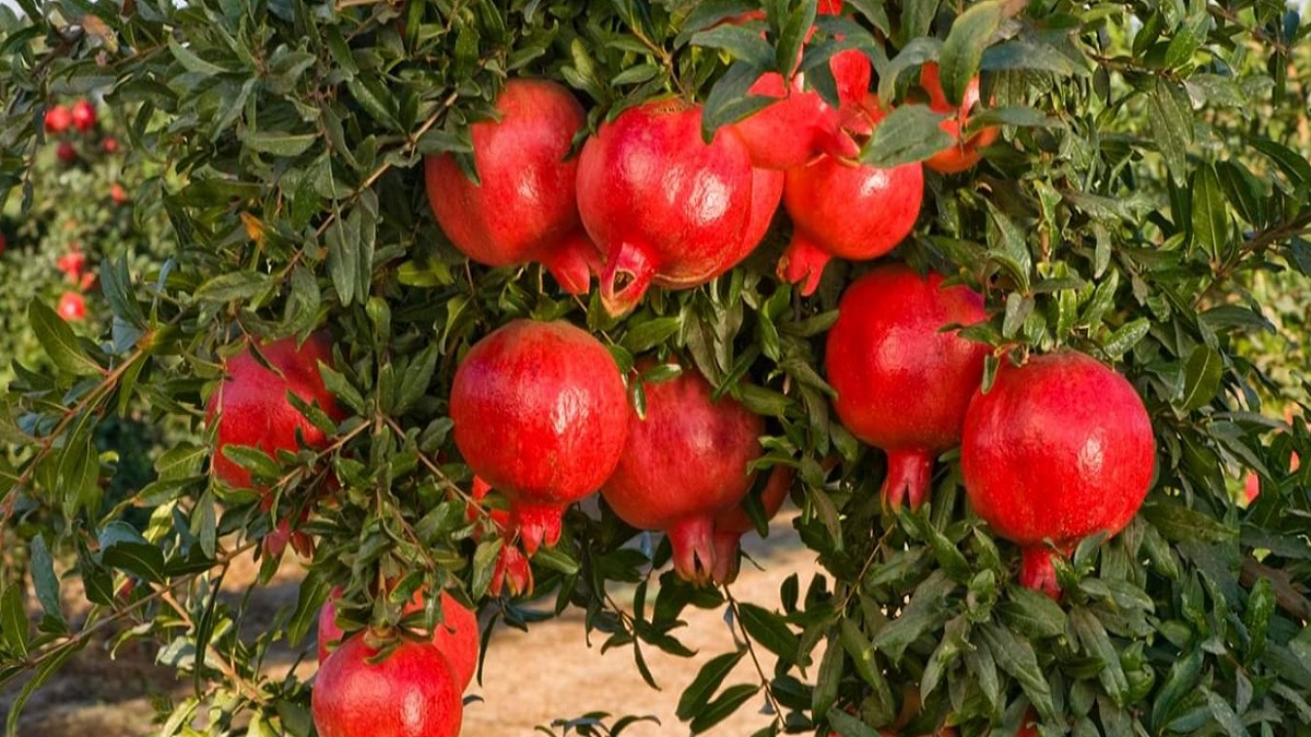 cultivating pomegranates