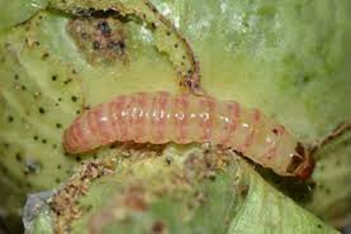 management of pink bollworm in cotton
