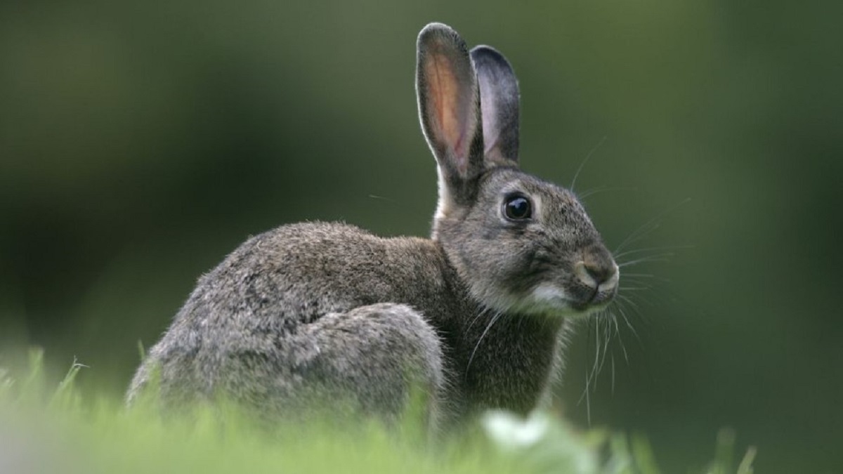 Rabbit : नोकरी सोडून तरुण करतोय ससे पालन, महिन्याला 90 हजारांचा नफा