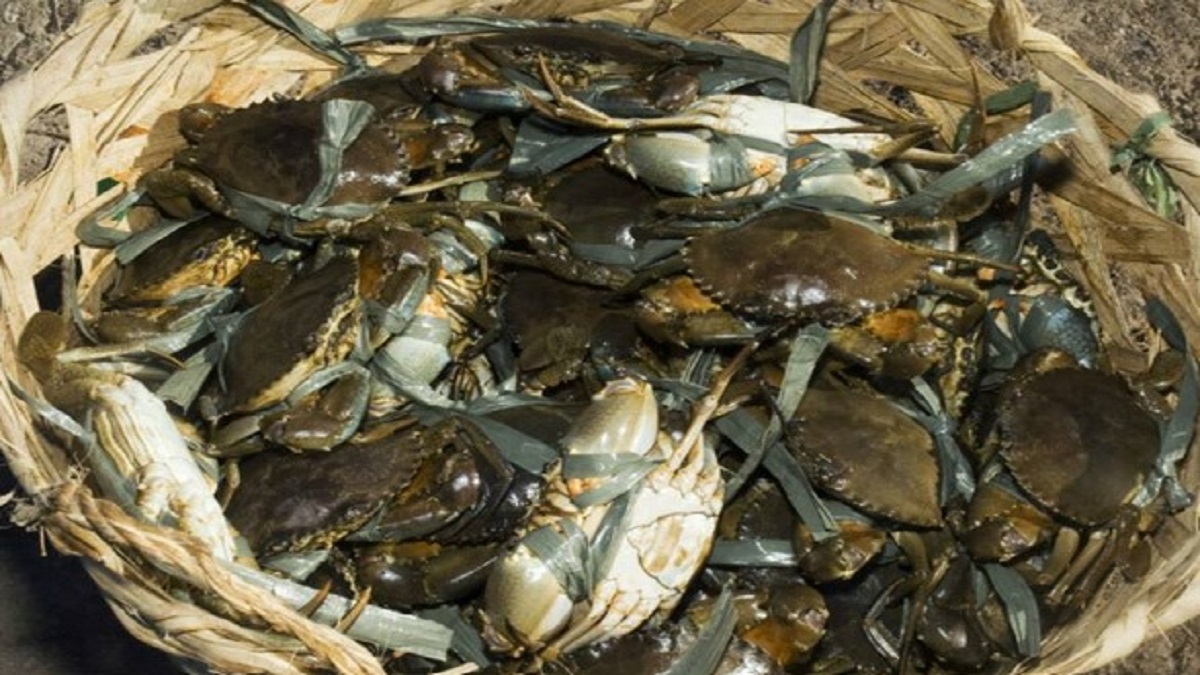 crab farming good business
