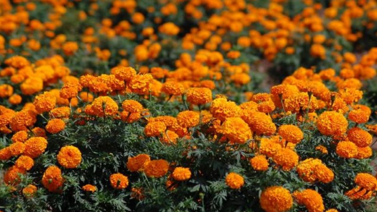 flowers demand increased Navratri