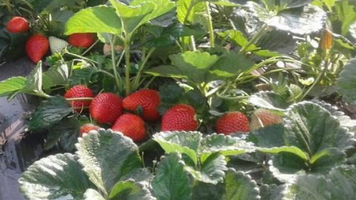 farm strawberries