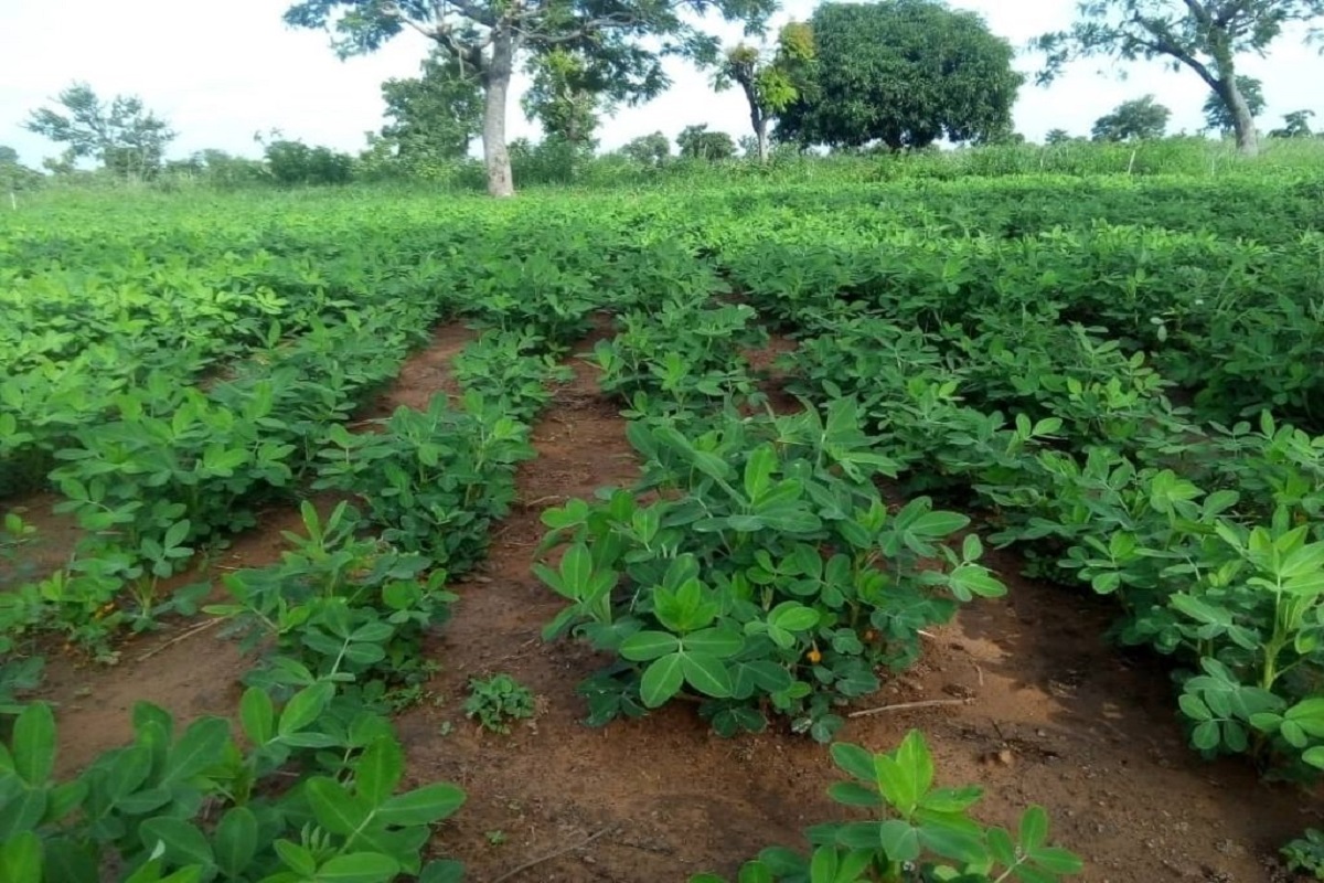 groundnut crop management