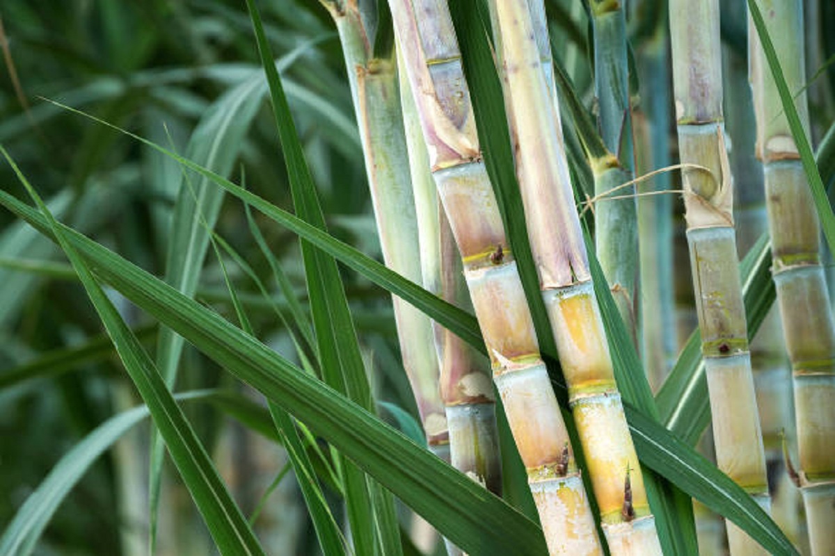 cane crop management